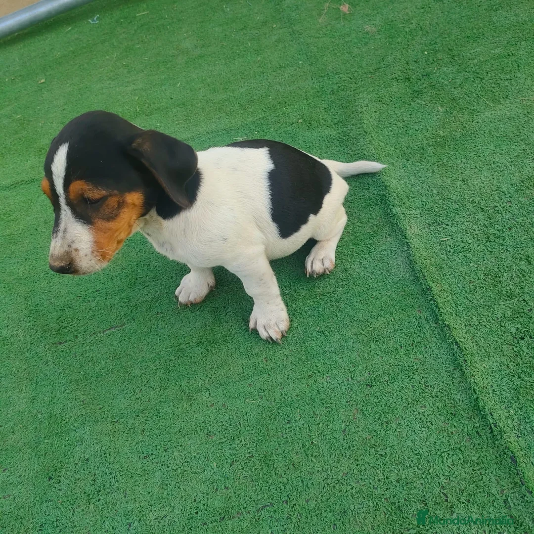 Jack Russell Terrier perros en venta: Cachorros Jack Rasel  - Anuncio 2
