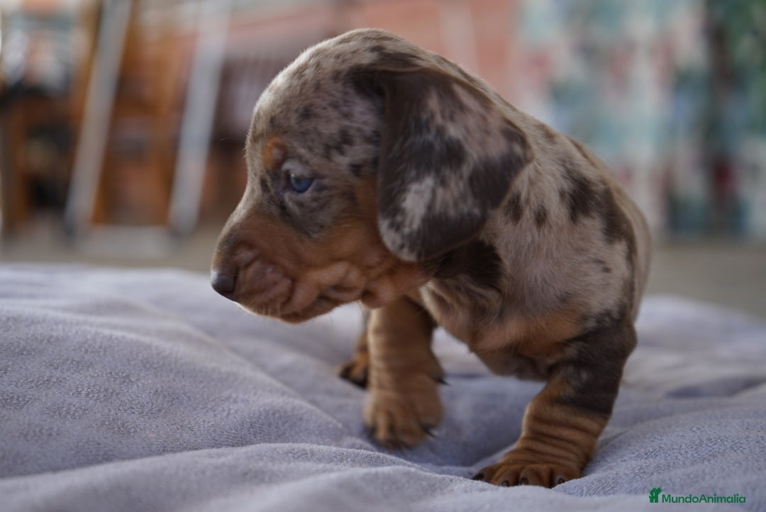 Teckel Miniatura perros en venta: 🐾 Kodat, Byron, Curry y Florentina – Teckel 🐾 - Imagen 6