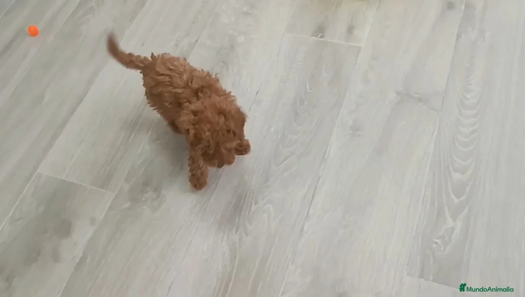 Caniche Toy perros en venta: CANICHE MACHO TOY - Anuncio 2