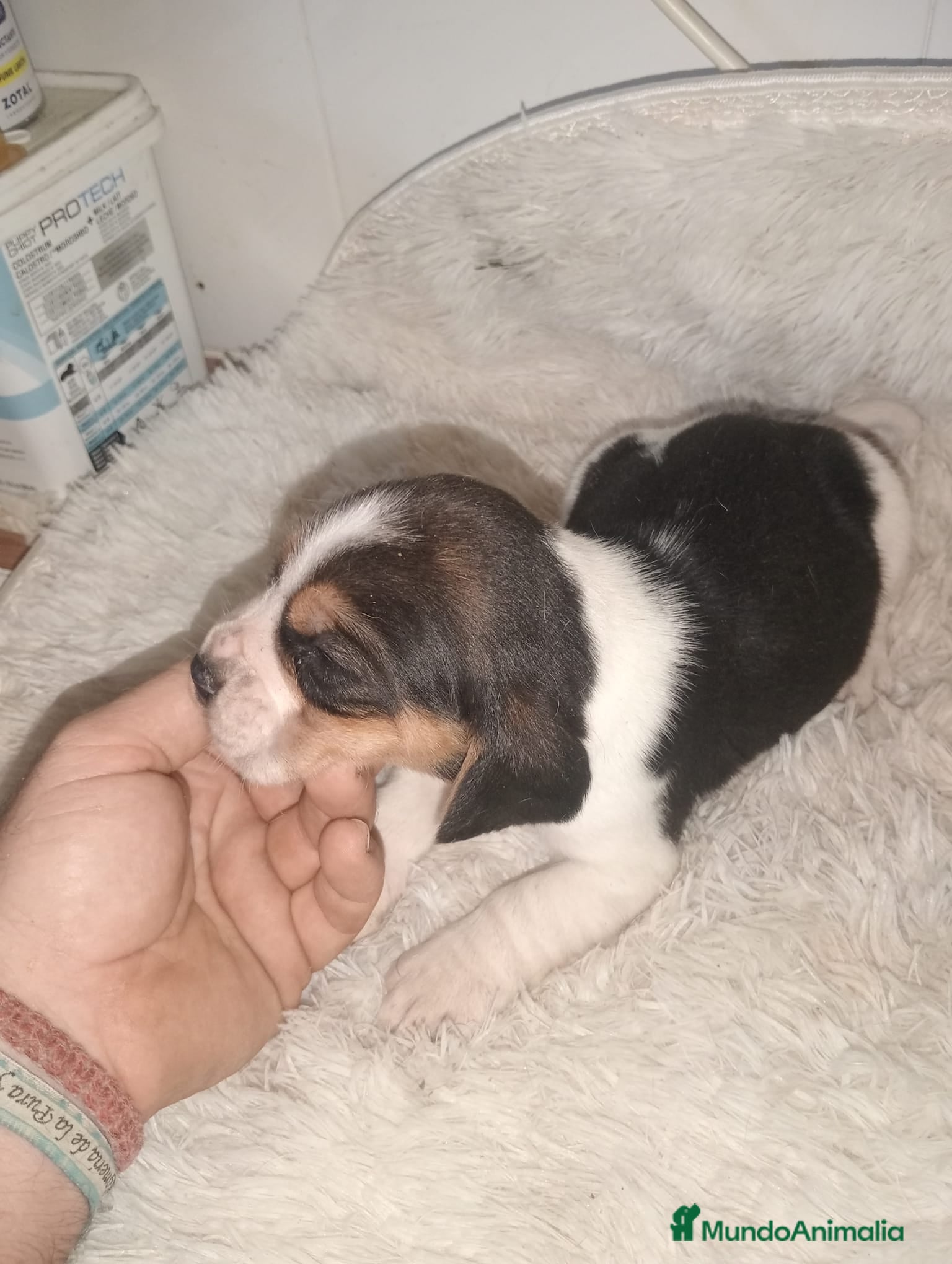 Beagle perros Beagle - Anuncio 8