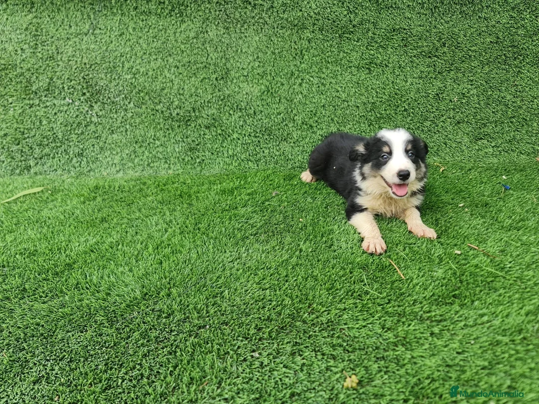 Border Collie perros en venta: Camada Border Collie - Anuncio 2
