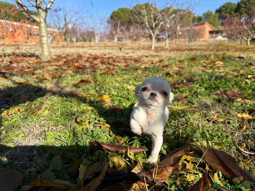 Chihuahua perros en venta: Chihuahua micro toy macho  - Anuncio 7