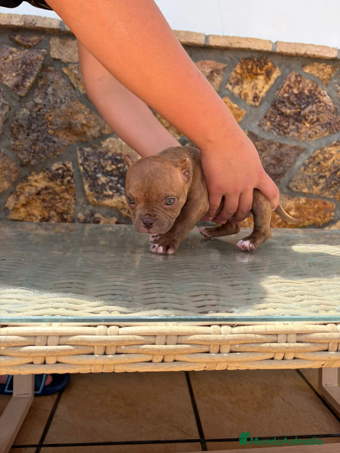 American Bully perros en venta: American bully  - Anuncio 14