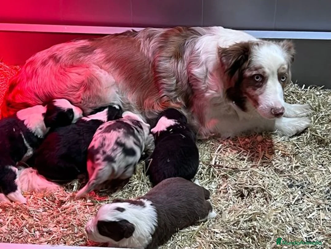 Border Collie perros en venta: BORDER COLLIE RED MERLE CACHORRO en Asturias - Anuncio 8