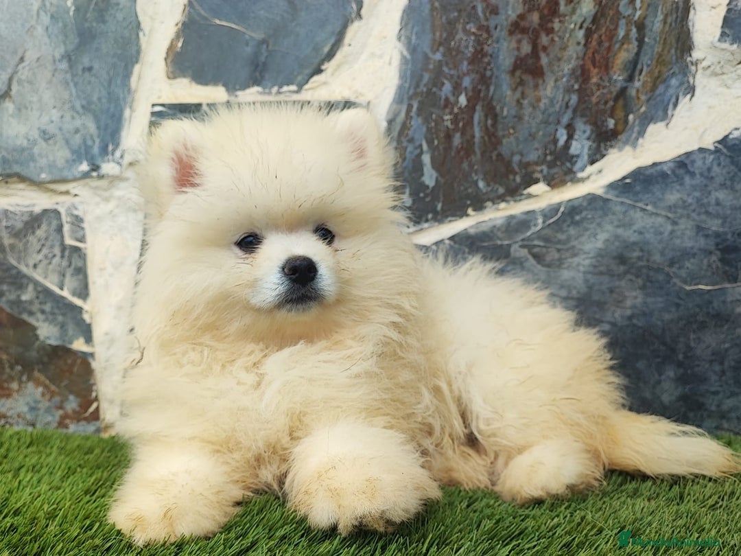 Pomerania perros en venta: POMERANIAS MACHOS BLANCOS - Imagen 1