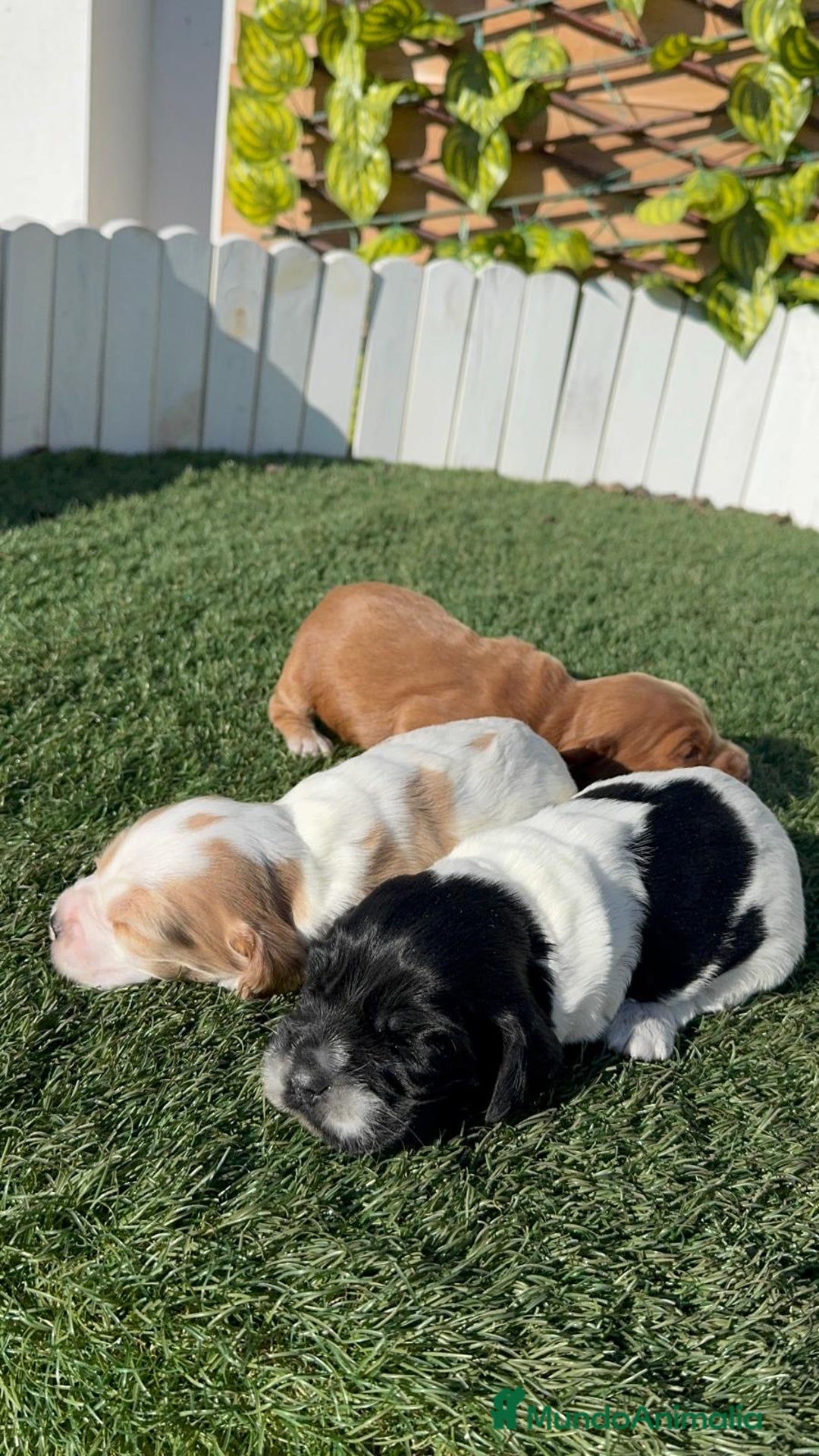 Cocker Spaniel Inglés perros en venta: COCKER SPANIEL INGLES - Anuncio 11