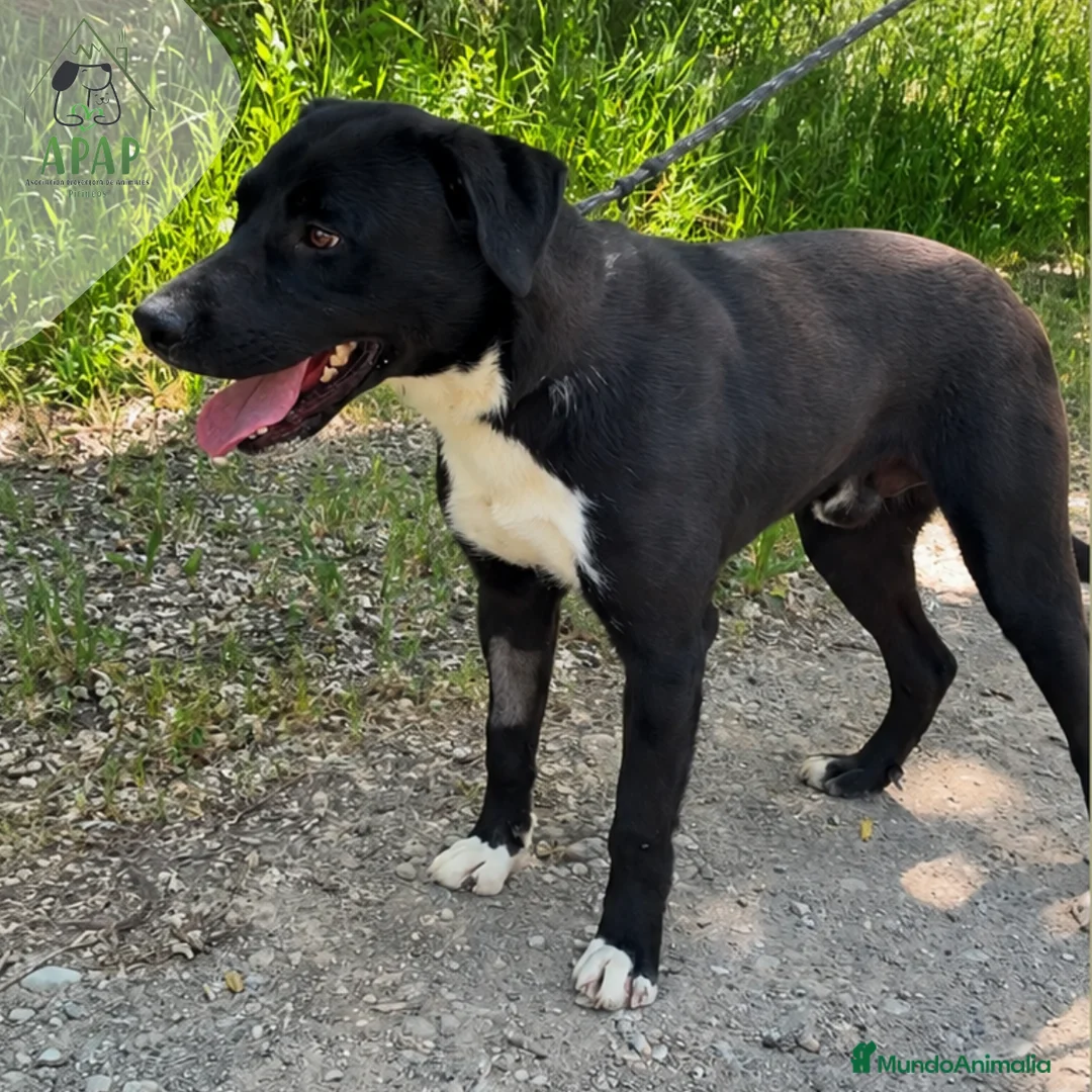 Raza Mixta perros en adopcion: ZIPI busca hogar - Anuncio 2