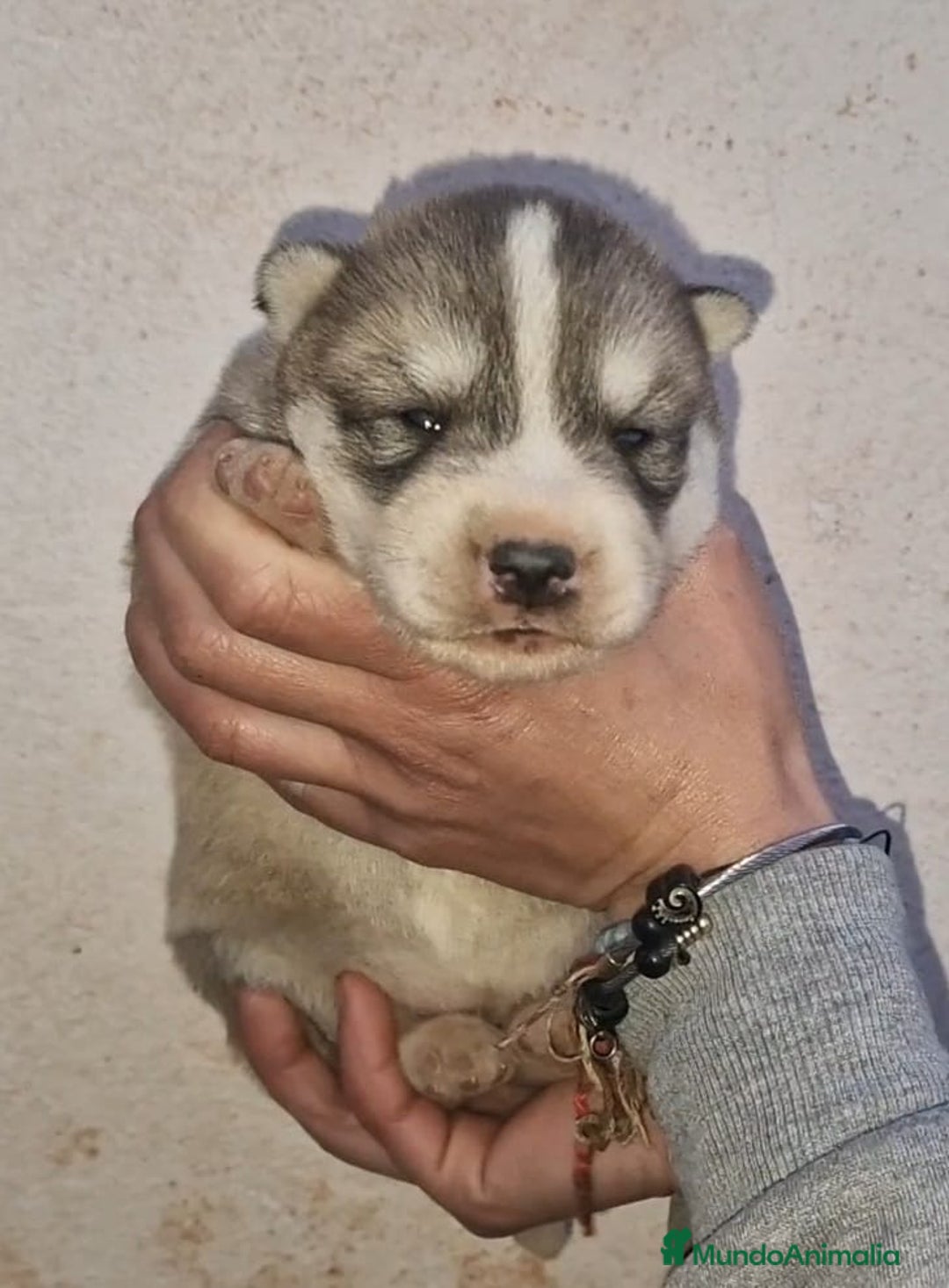 Husky Siberiano perros en venta: cachorros de husky siberiano - Imagen 10