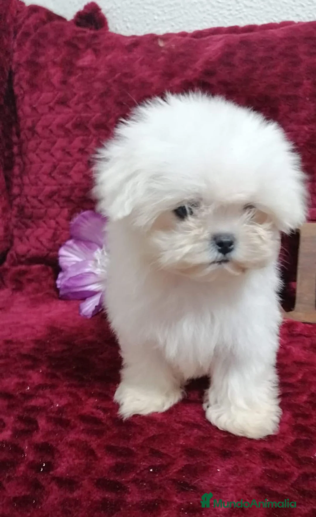 Bichón Maltés perros en venta: BICHON MALTÉS TOY  - Anuncio 1