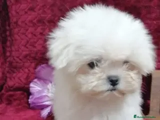 Bichón Maltés perros BICHON MALTÉS TOY - Anuncio 3