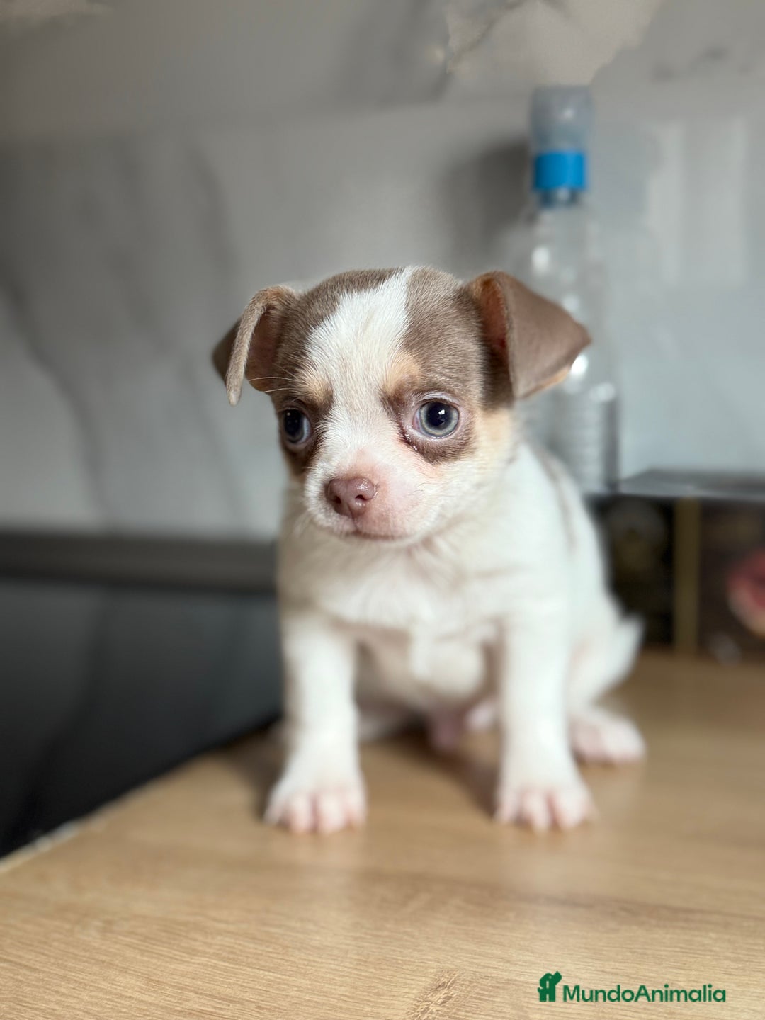 Chihuahua perros en venta: Chihuahuas estándar ojos azules  - Anuncio 3
