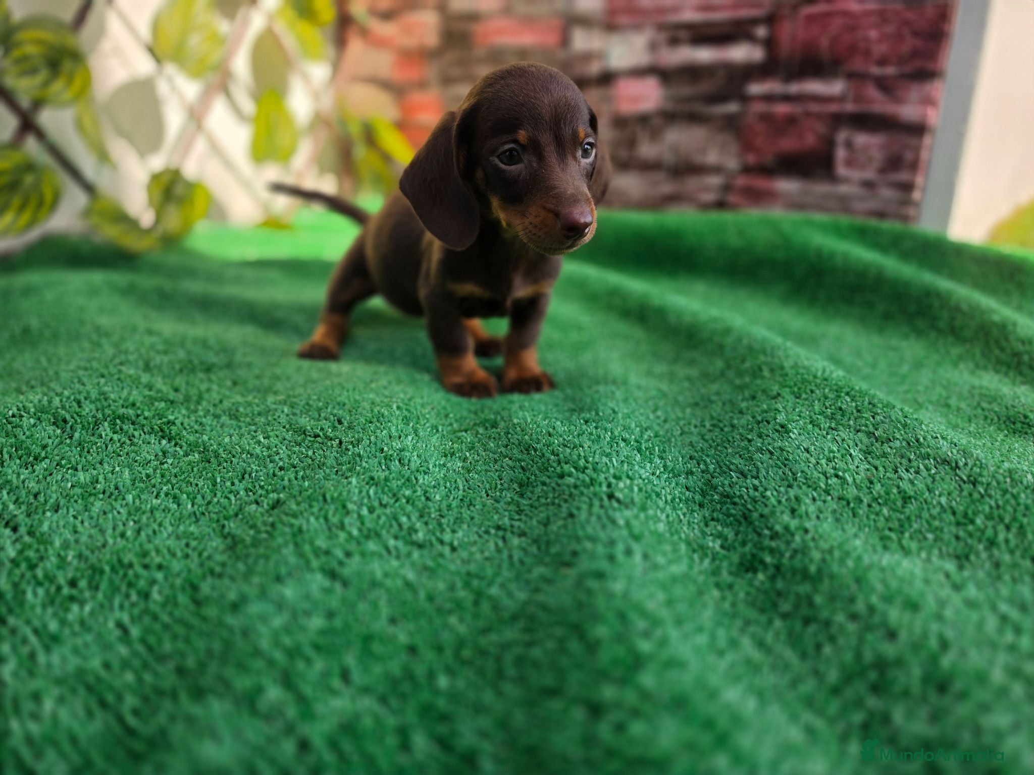 Teckel perros TECKEL KANNINCHEN & MINI CHOCOLATE - Anuncio 2