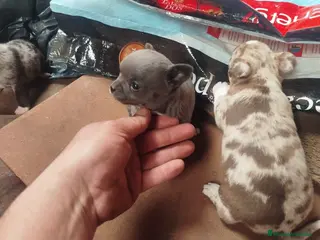 Chihuahua perros Preciosos chihuahuas exóticos en Córdoba - Anuncio 1