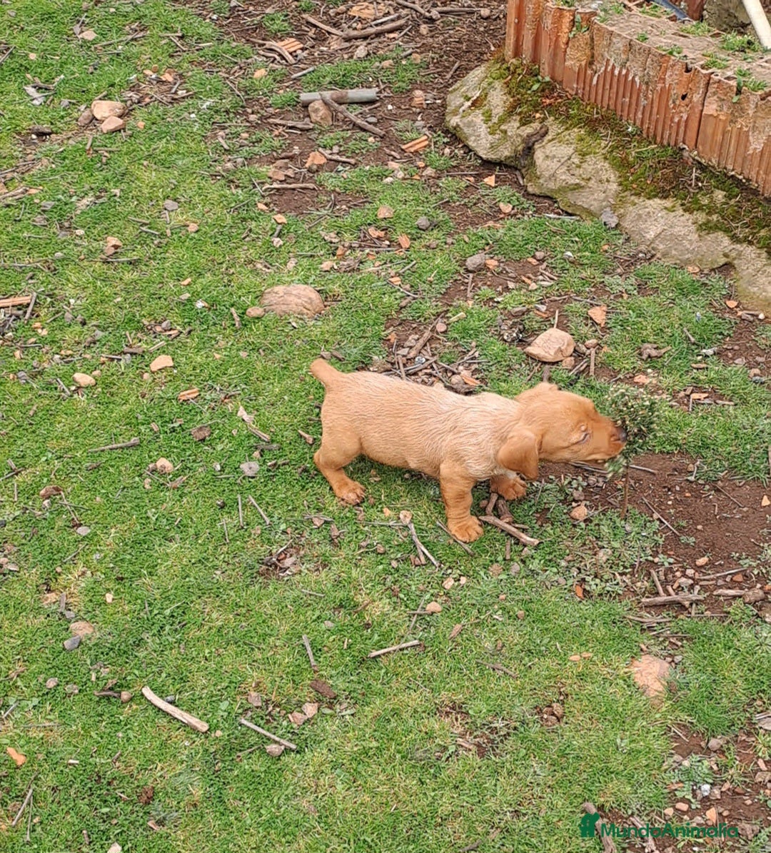 Teckel perros Teckel - Anuncio 1