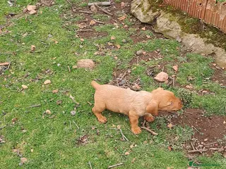 Teckel perros Teckel - Anuncio 1