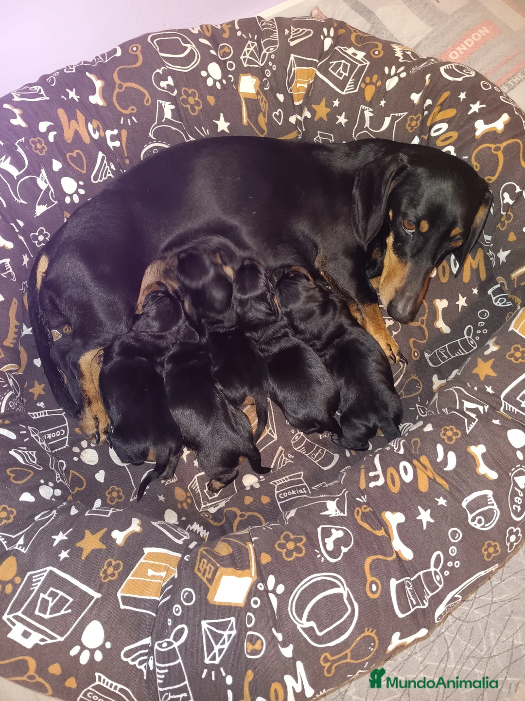 Teckel Miniatura perros en venta: Teckel Mini Hembra Choco - Anuncio 2