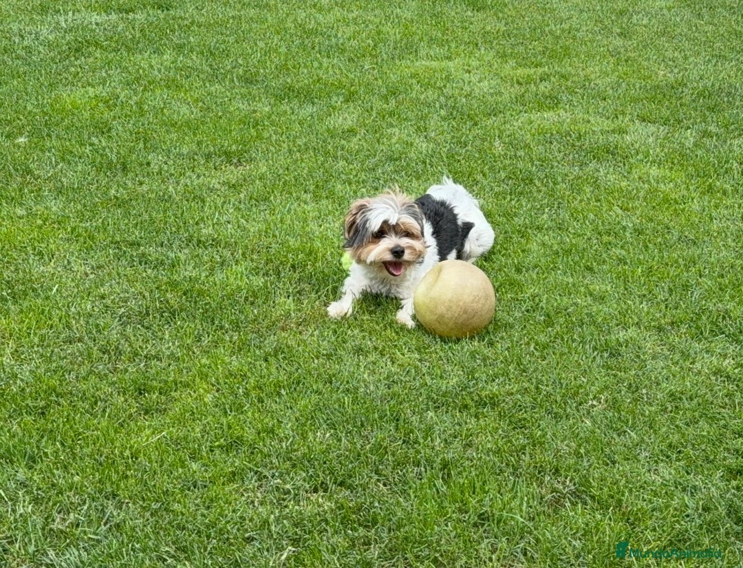 Raza Mixta perros en venta: Cachorro de yorkshire terrier  - Imagen 2