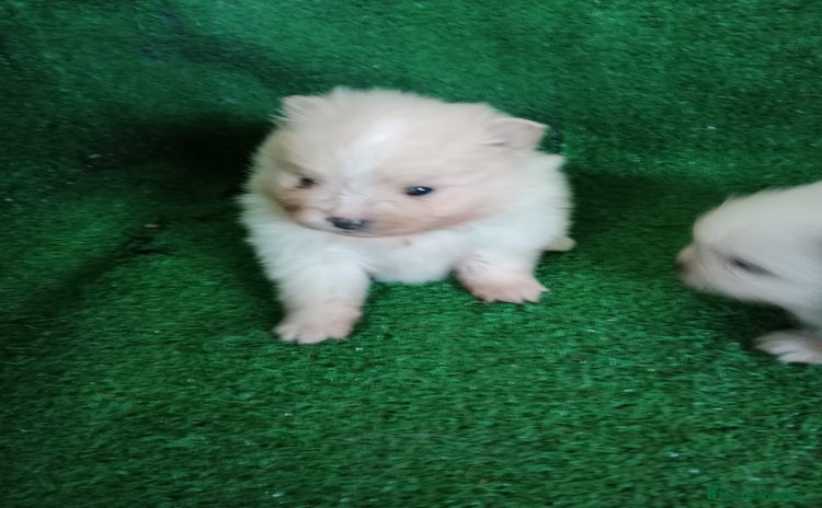 Pomerania perros Camadas de Pomerania - Anuncio 1