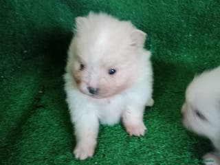 Pomerania perros Camadas de Pomerania - Anuncio 38