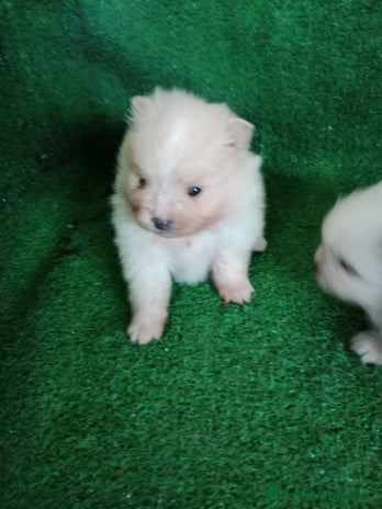 Pomerania perros Camadas de Pomerania - Anuncio 1