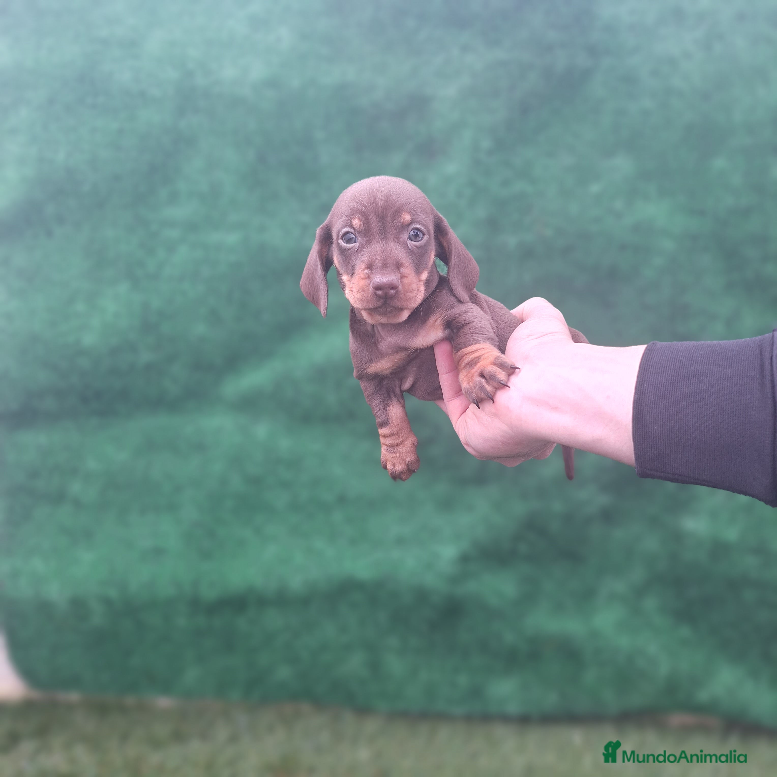 Teckel Miniatura perros TECKEL MINIATURA CHOCOLATE  - Anuncio 1