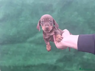 Teckel Miniatura perros TECKEL MINIATURA CHOCOLATE - Anuncio 1