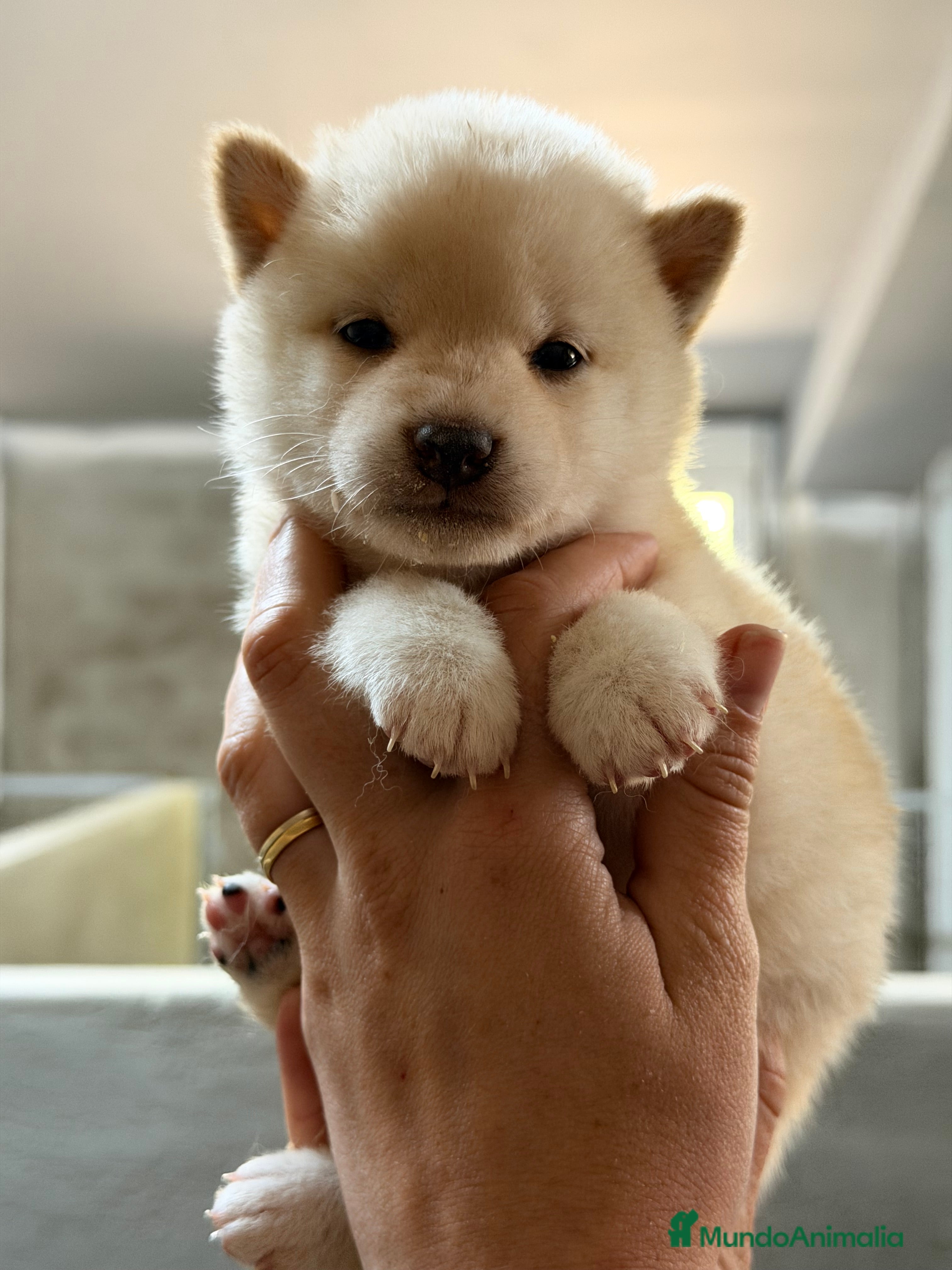 Shiba Inu perros Shiba Inu blanca  - Anuncio 2