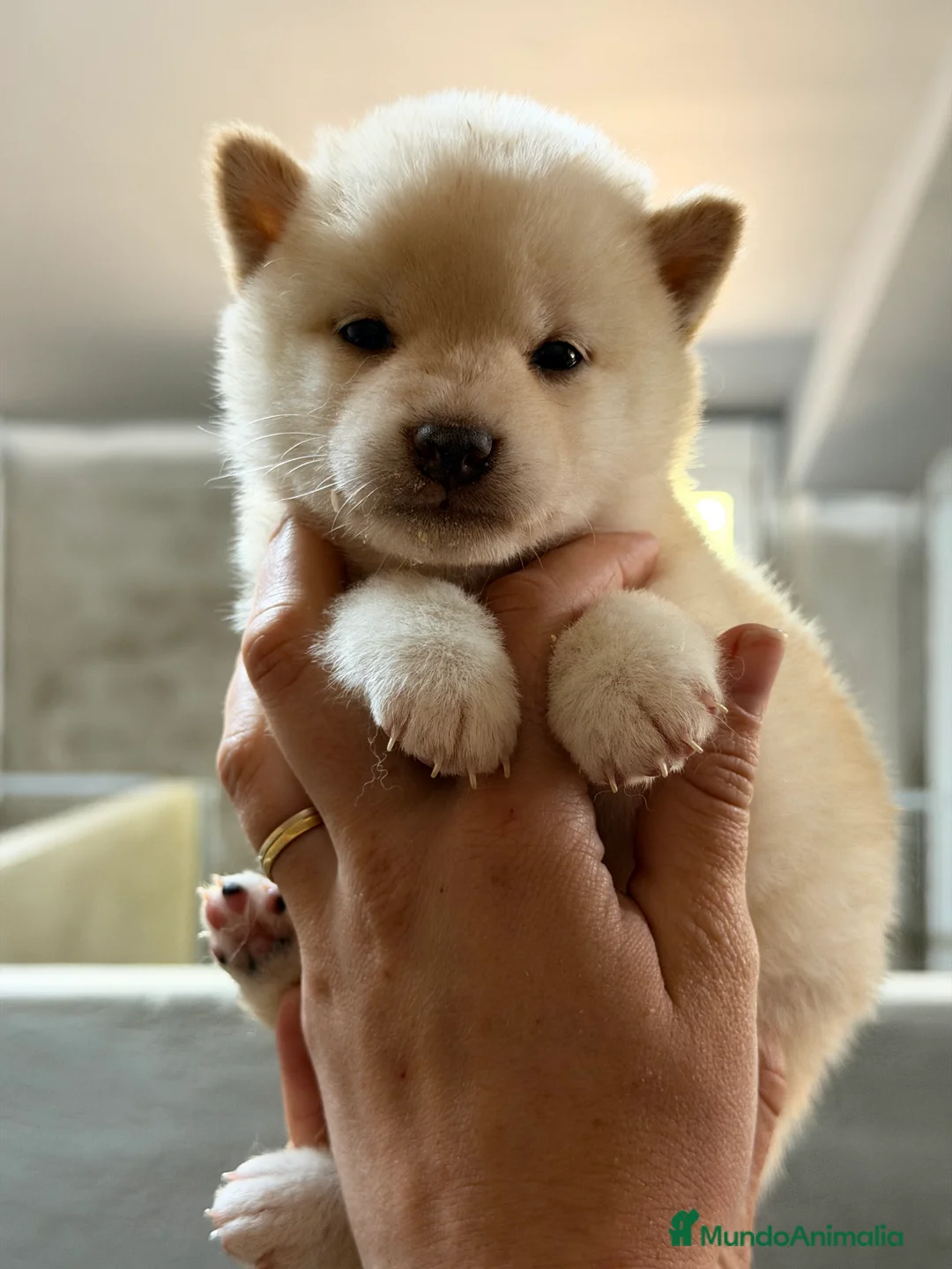 Shiba Inu perros en venta: Shiba Inu blanca  - Anuncio 1