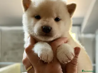 Shiba Inu perros Shiba Inu blanca - Anuncio 2