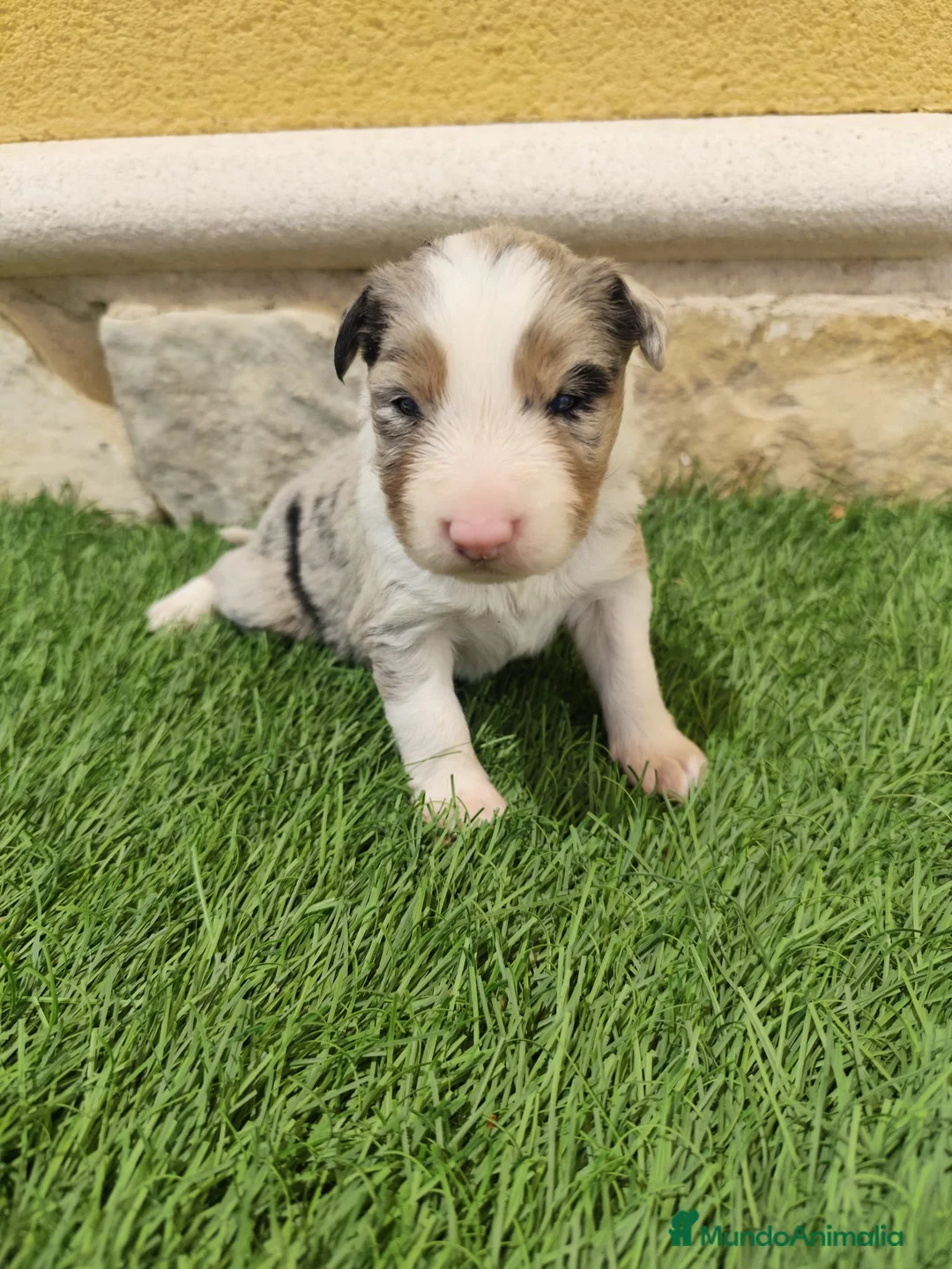 Border Collie perros en venta: Border Collie triblue choco - Anuncio 2