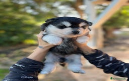 Pomsky perros en venta: Pomsky miniatura  - Imagen 3