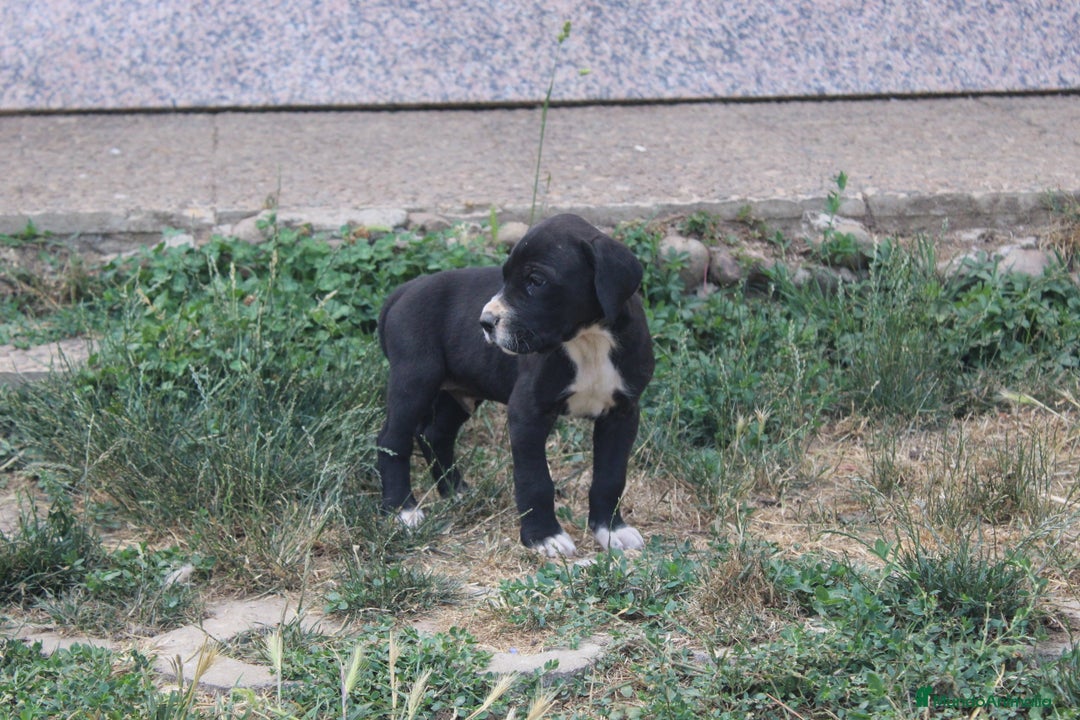 Dogo Alemán perros en venta: Dogo aleman / gran danés  - Imagen 9
