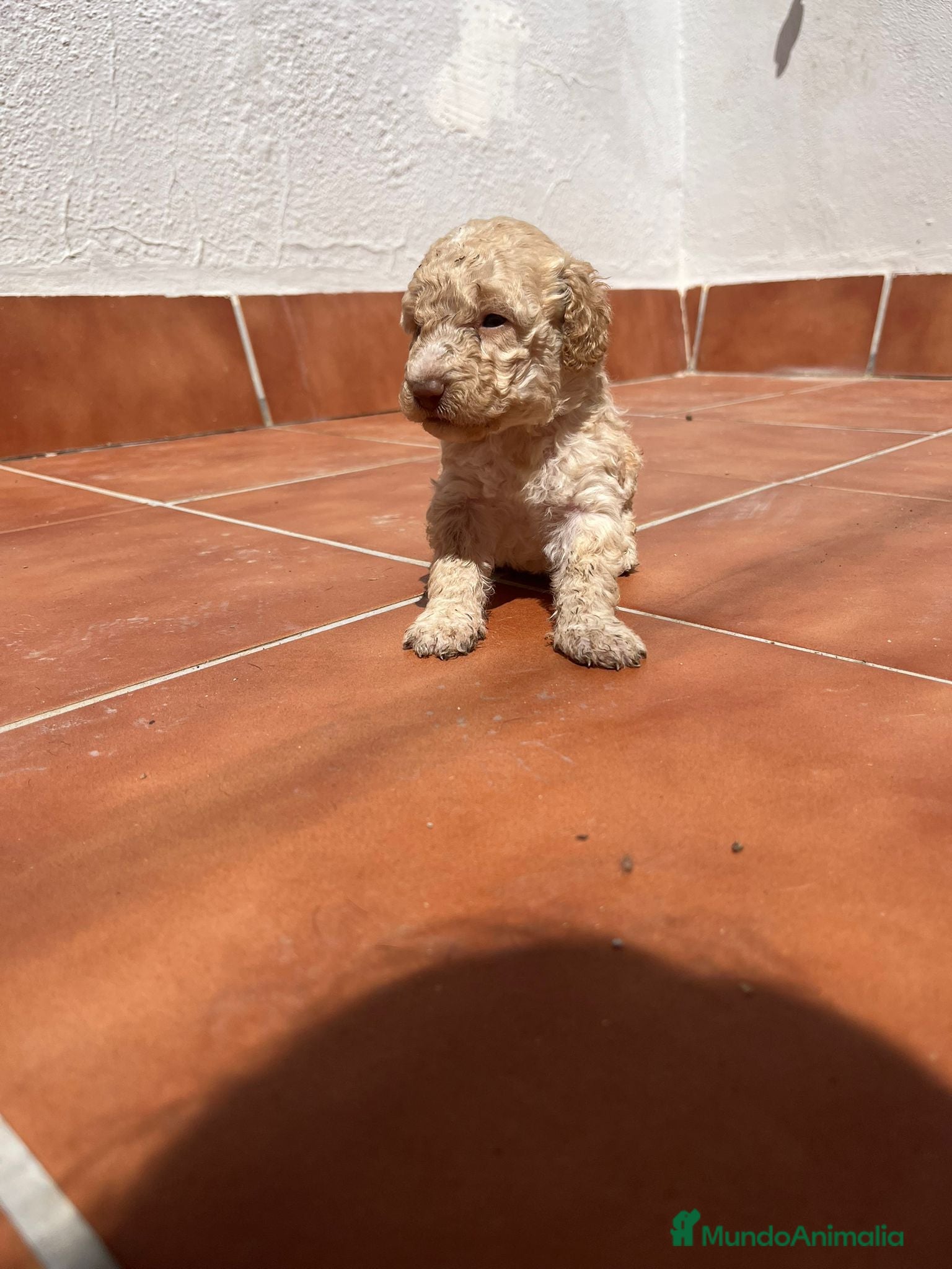 Perro de Agua Español perros PERRO DE AGUA  - Anuncio 3