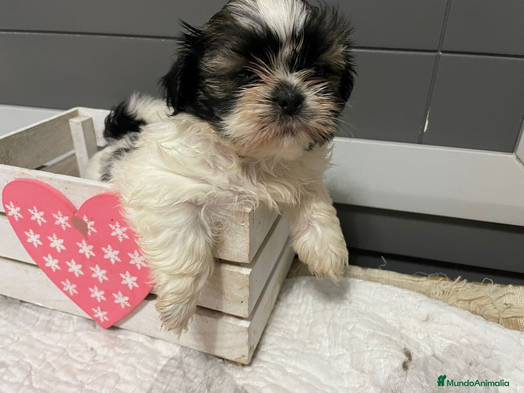 Shih Tzu perros en venta: Shitz tzu - Imagen 5