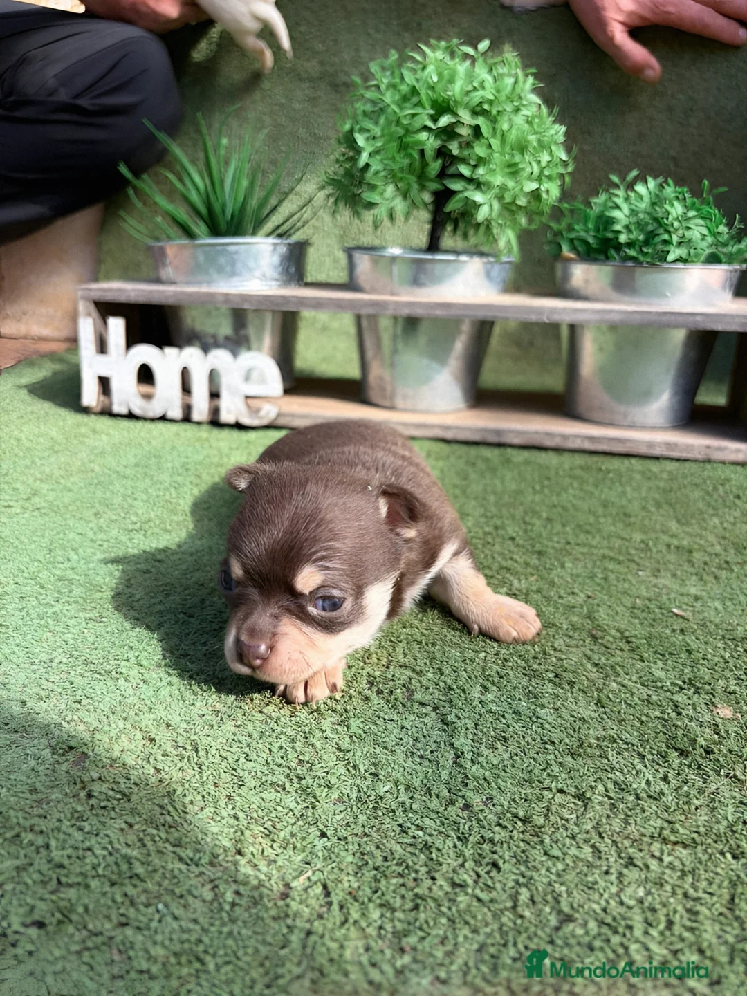 Chihuahua perros en venta: Chihuahua  - Anuncio 2