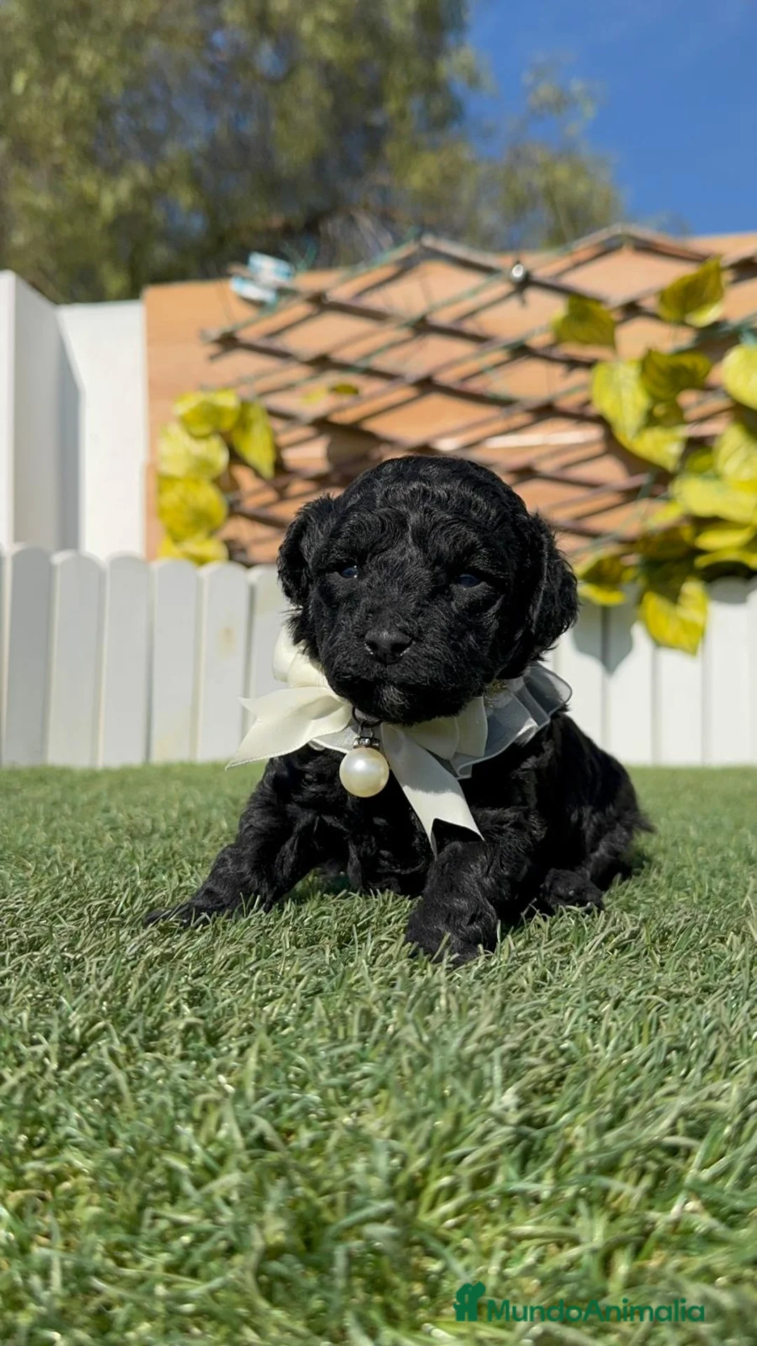 Caniche Toy perros en venta: CANICHE TOY  - Anuncio 2