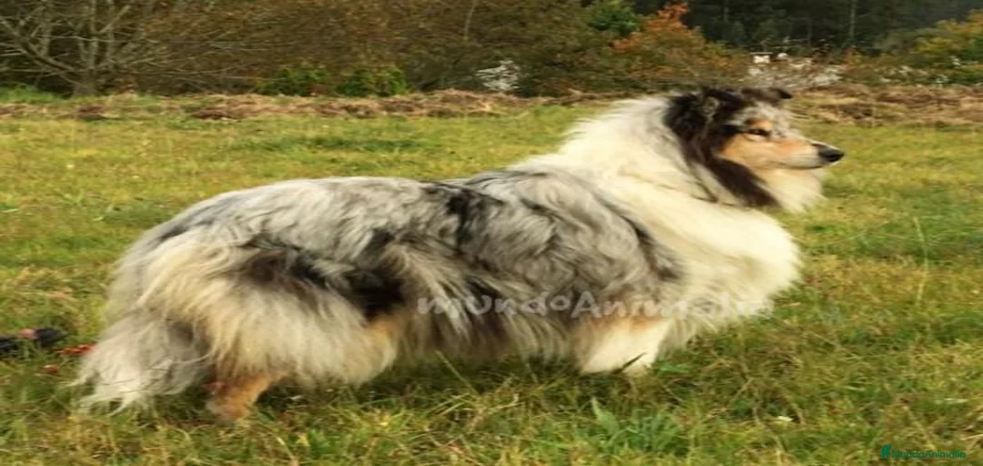 Imagen de galería {{count}}