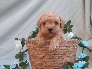 Caniche Toy perros PRECIOSOS CANICHE ROJO LINEA TOY - Anuncio 3