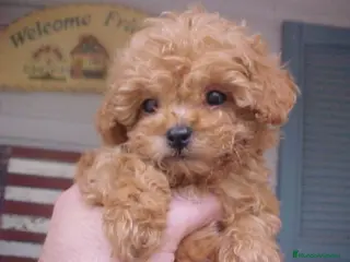 Caniche Toy perros ‼️‼️CANICHE TOY APRICOT 50% ASIÁTICOS - Anuncio 2