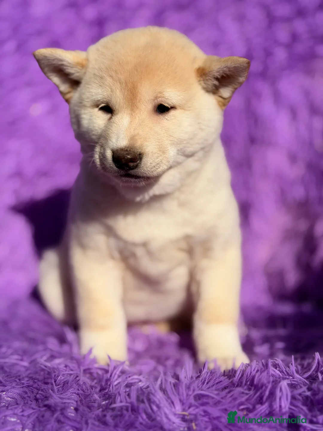 Shiba Inu perros en venta: Shiba Inu Blanca  - Anuncio 6