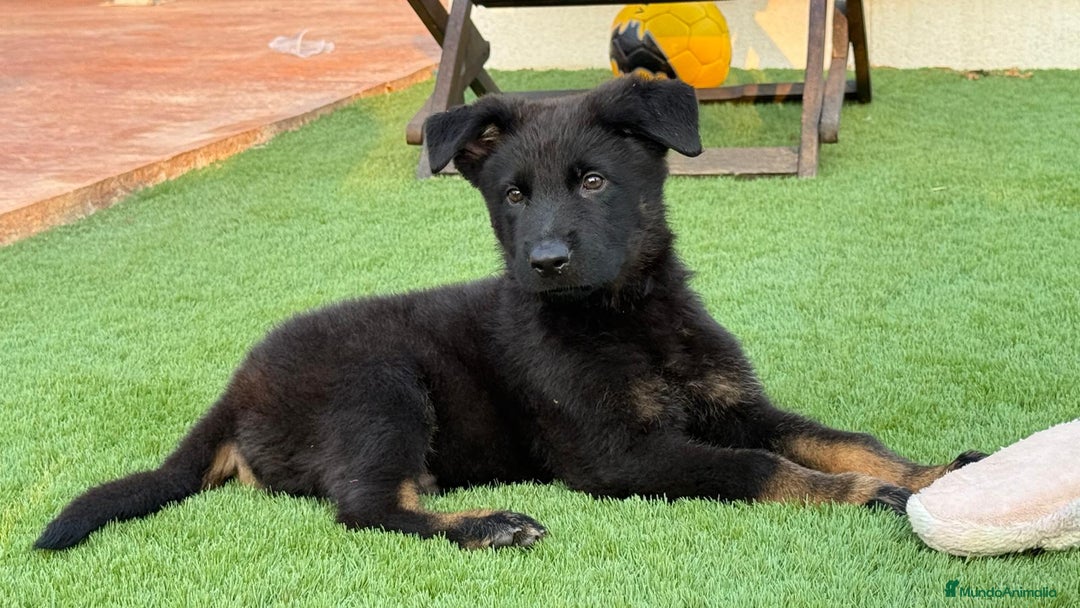 Pastor Alemán perros en venta: Cachorros de pastor alemán negro calzado - Imagen 3