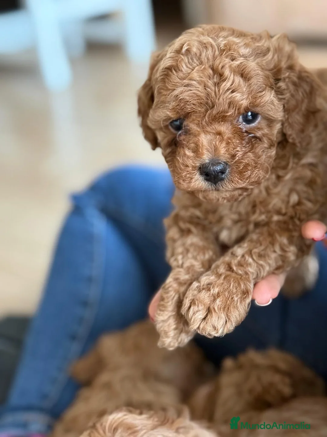 Caniche Toy perros en venta: Caniche toy  - Anuncio 2