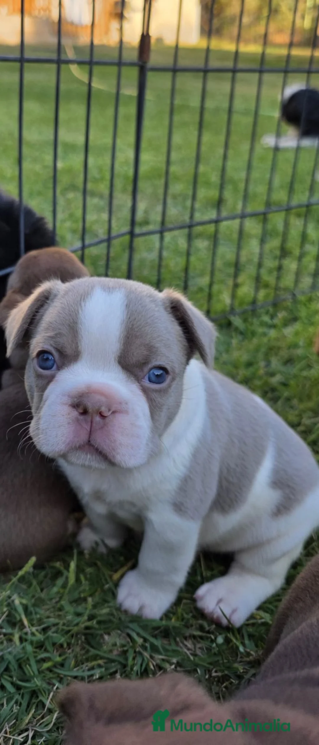 Bulldog Francés perros en venta: Machitos bulldog frances  - Anuncio 4