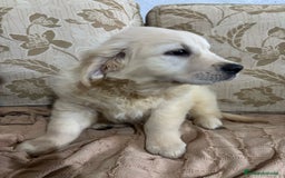 Golden Retriever perros en venta: Golden Retriever cachorros primeras líneas  - Imagen 6