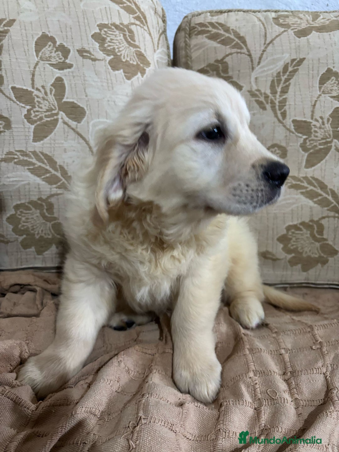 Golden Retriever perros en venta: Golden Retriever cachorros primeras líneas  - Imagen 6