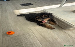 Raza Mixta perros en venta: Caniches toy/enanos - Imagen 3