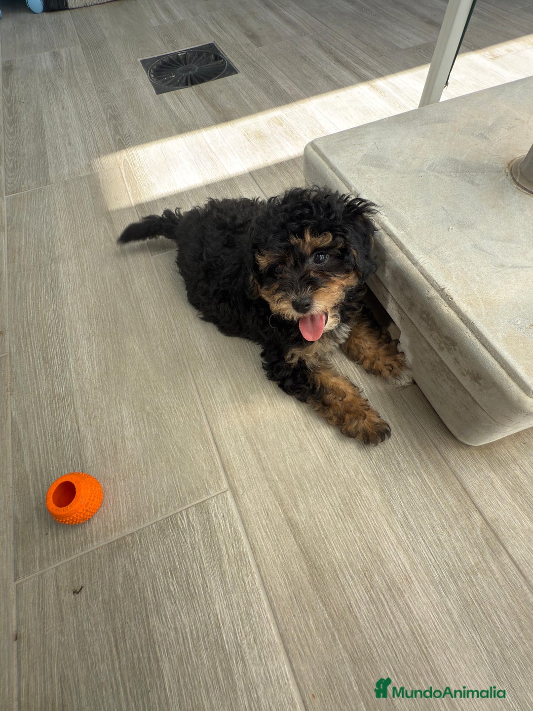 Raza Mixta perros en venta: Caniches toy/enanos - Imagen 3
