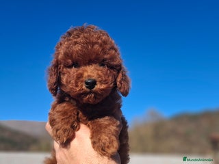 Caniche Toy perros CANICHE TOY MACHO - Anuncio 7