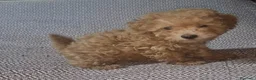 Caniche Toy perros en venta: Caniche enano/toy - Anuncio 5