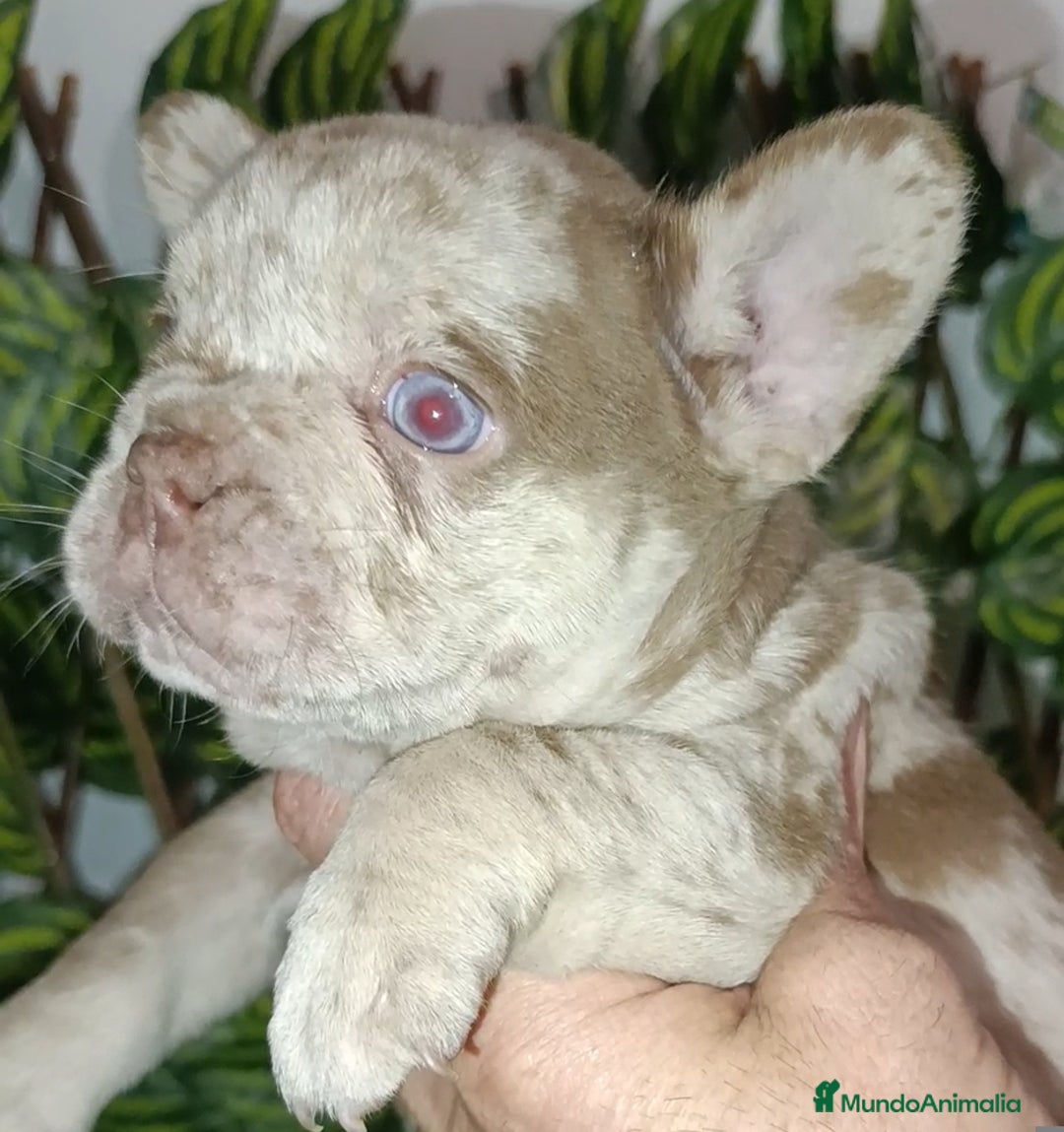 Bulldog Francés perros en venta: Bulldog francés exóticos  - Anuncio 9